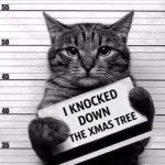 cat mug shot christmas tree.jpg
