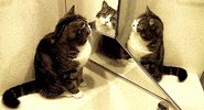 Cat, Looking at Reflections of Itself, gif 1.gif