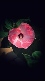 IMG_9559.jpeg