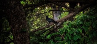 IMG_9561.jpeg