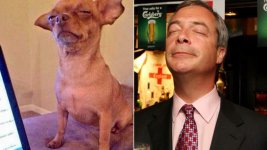 farage-and-dog-1_3540386.jpg