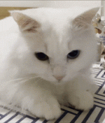 1791962514226.gif