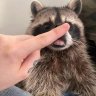 RacocoTheRaccoon