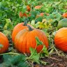 LilFallPumpkin