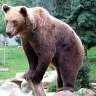 Bear42