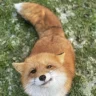 SleepyFoxKit