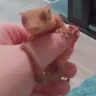 MiaEH