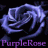 purplerose