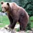 Bear42